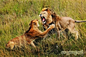 Tanzania 01 Lions in Love